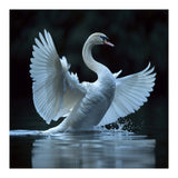Majestic White Swan Spreading Wings On Water (Print Only) thumbnail