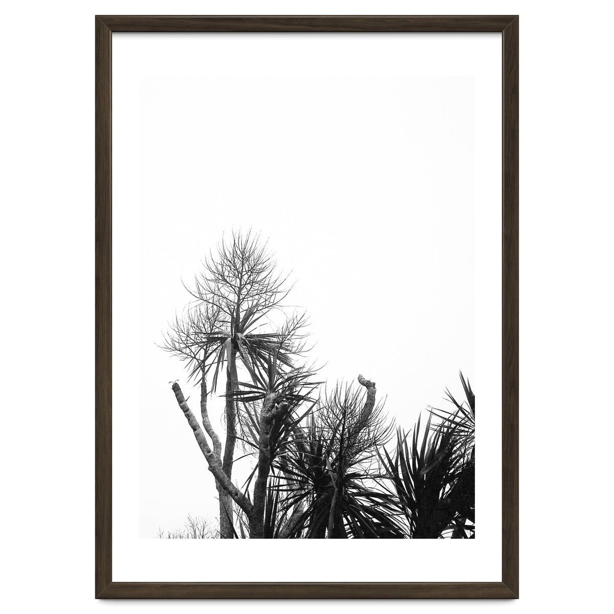 Miminalist Palm