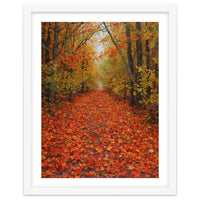Lush Autumn Forest Path Covered