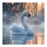 Serene White Swan Gliding On Misty Water (Print Only) thumbnail
