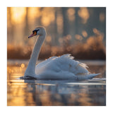 Majestic Swan Gliding On Water At Sunset (Print Only) thumbnail