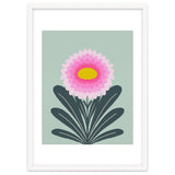 Chrysanthemum - turquoise and pink thumbnail