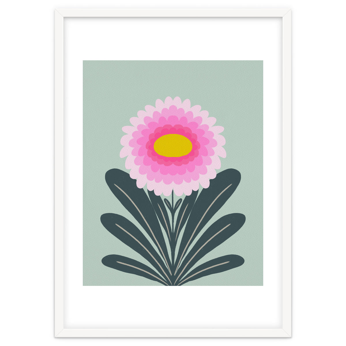 Chrysanthemum - turquoise and pink