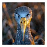 Great Blue Heron Closeup Dramatic Portrait (Print Only) thumbnail
