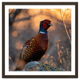Pheasant Bird Standing On Rock Sunrise Light thumbnail