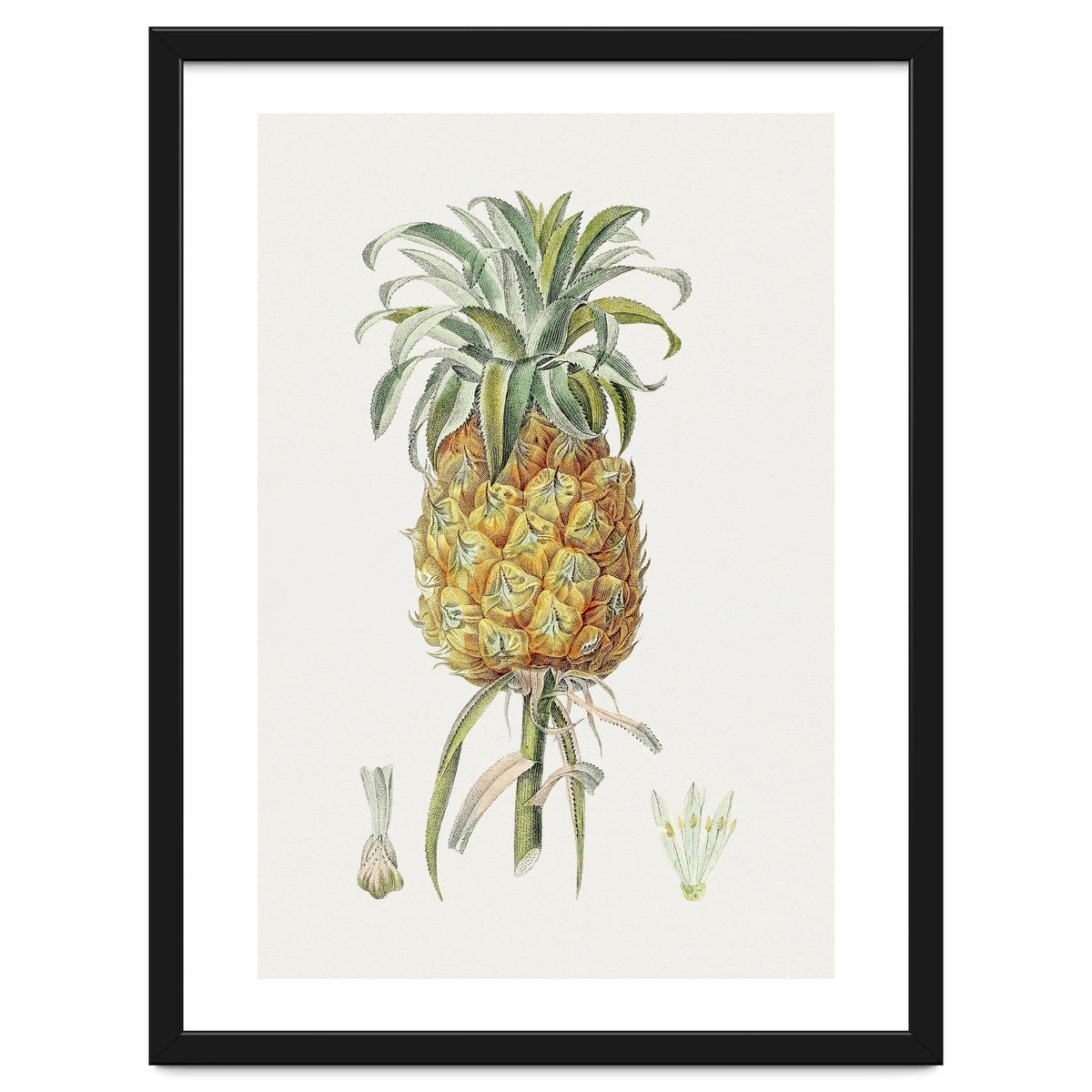 Pineapple (Hand Drawn Botanical Illustration)