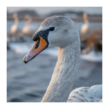 Majestic Swan Portrait In Snowy Waters (Print Only) thumbnail