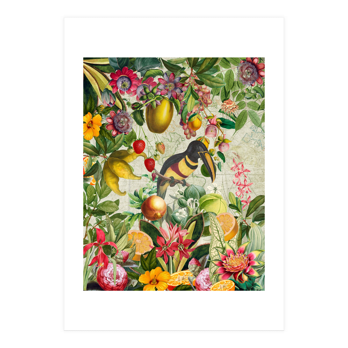 Toucan vintage jungle  (Print Only)
