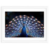 Close Up Peacock Showing Its Beautiful Feathers thumbnail