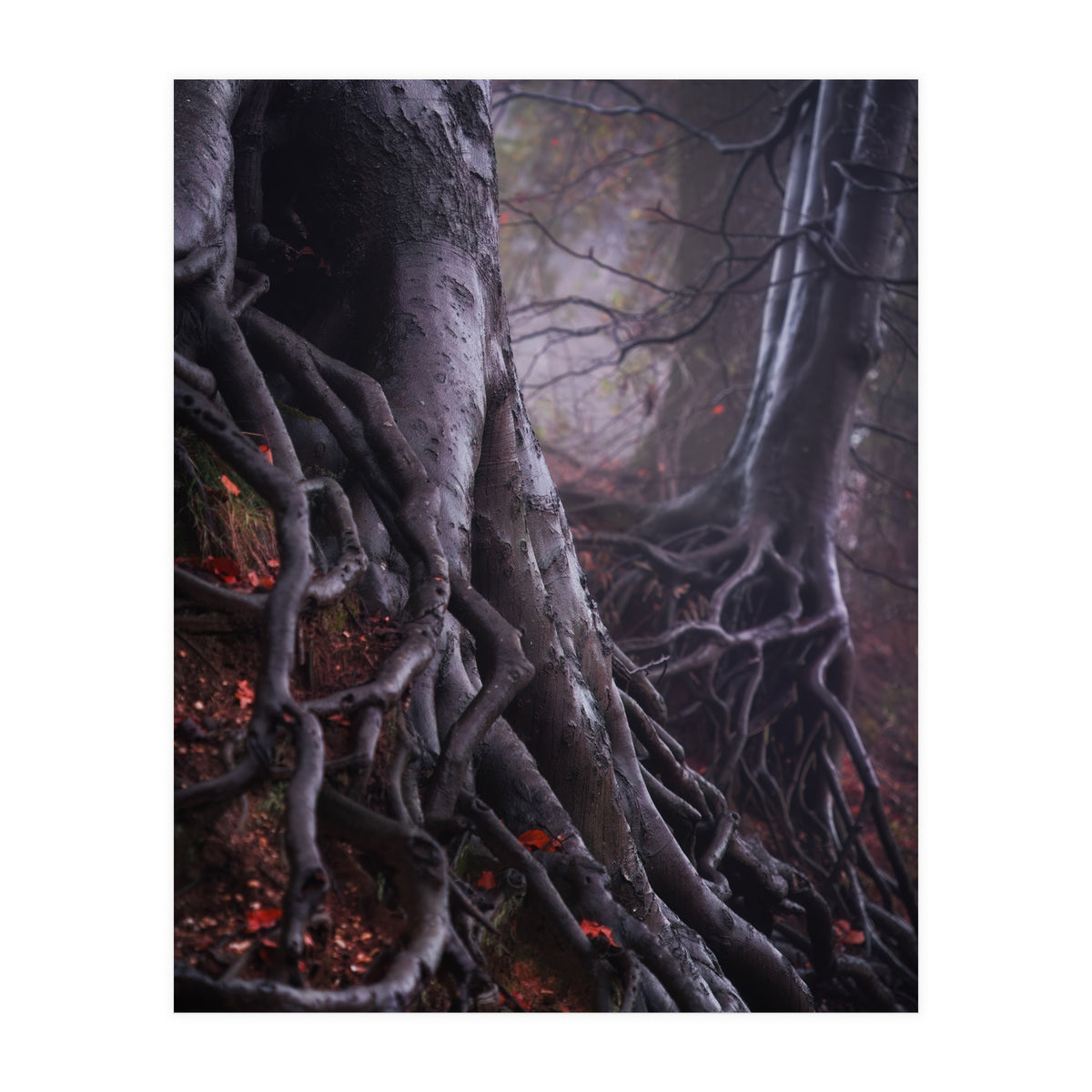 Tree roots (Print Only)
