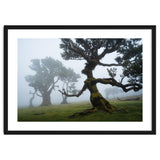 Forest queen thumbnail
