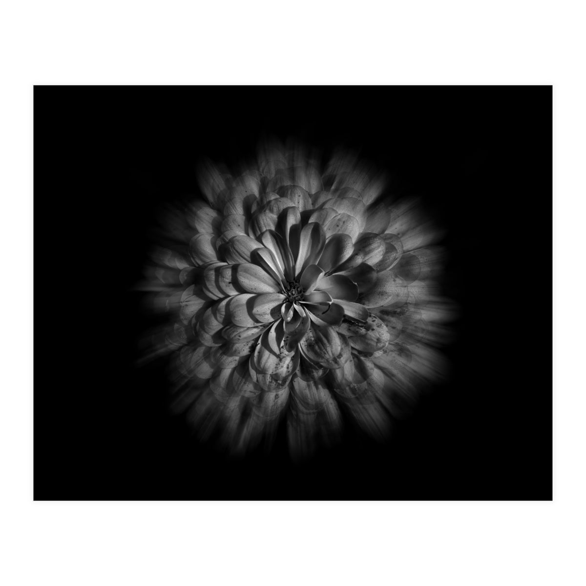 Backyard Flowers In Black And White No 48 Flow Version (Print Only)