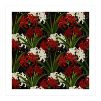 Red and White Spider Lily Flower Print Elegant Botanical Japanese Inspired Floral Artwork (Print Only)