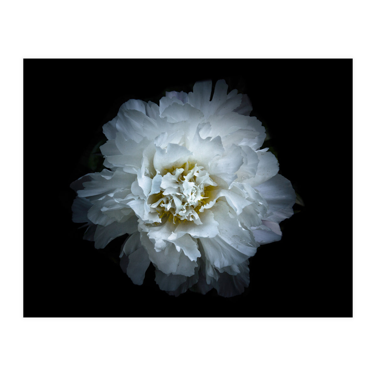 Backyard Flowers No 90 Color Version (Print Only)