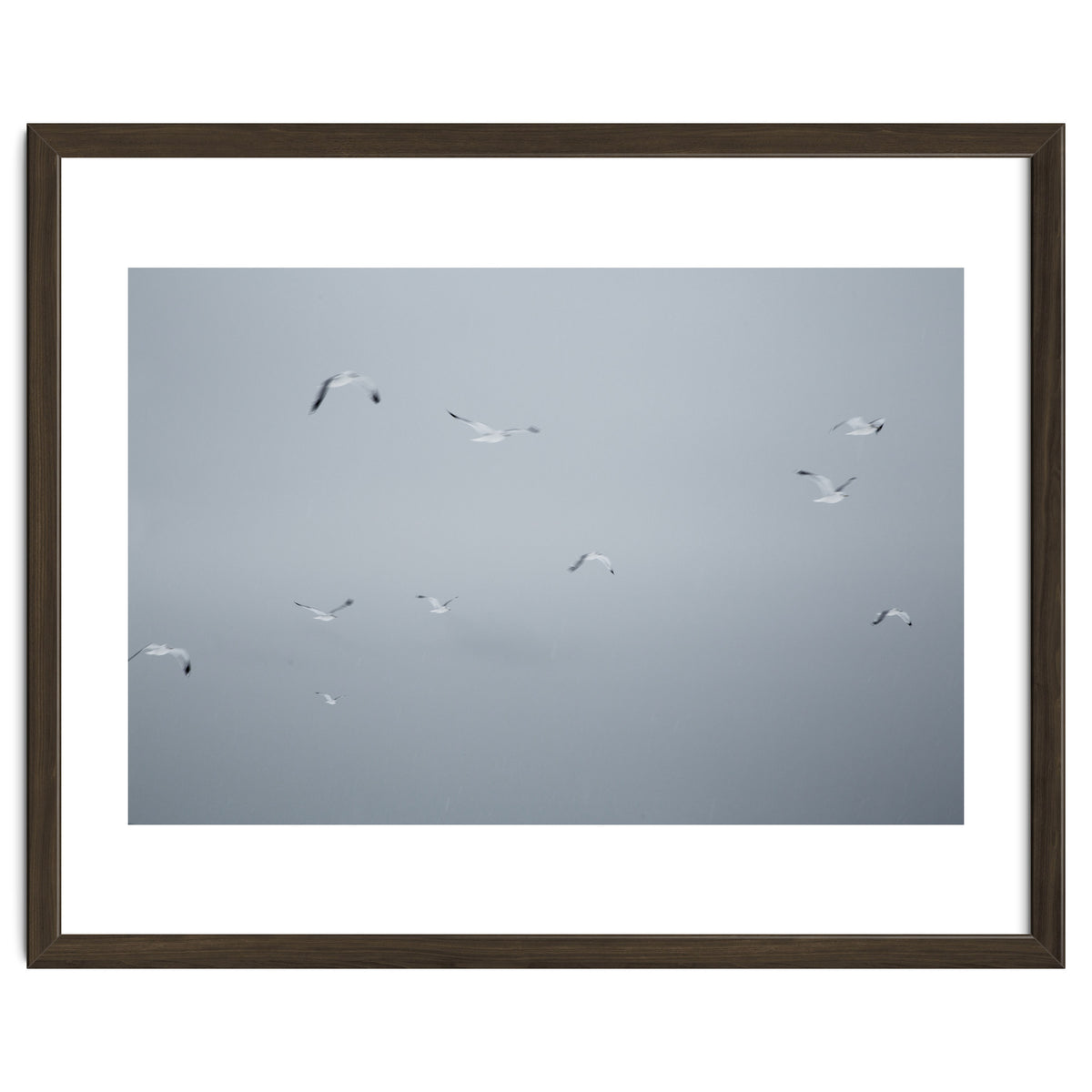 Flying seagulls in the winter sky