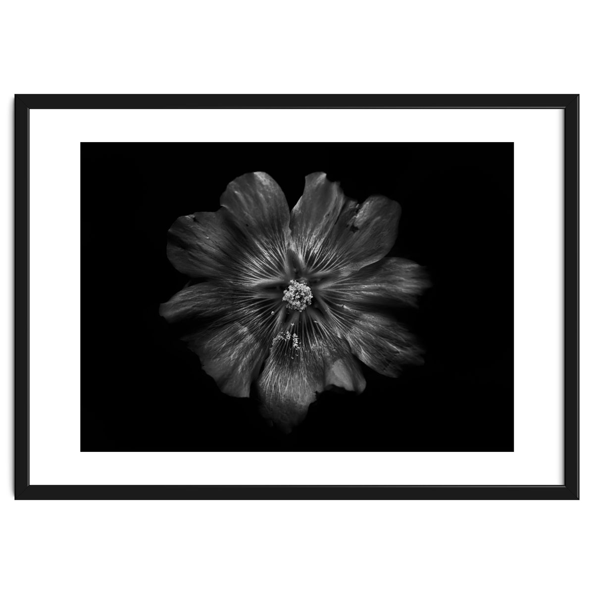 Backyard Flowers In Black And White 22
