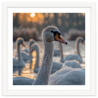 Close Up Of Swan With Water Droplets At Sunrise