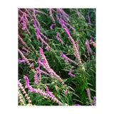 Lavender Flowers (Print Only) thumbnail