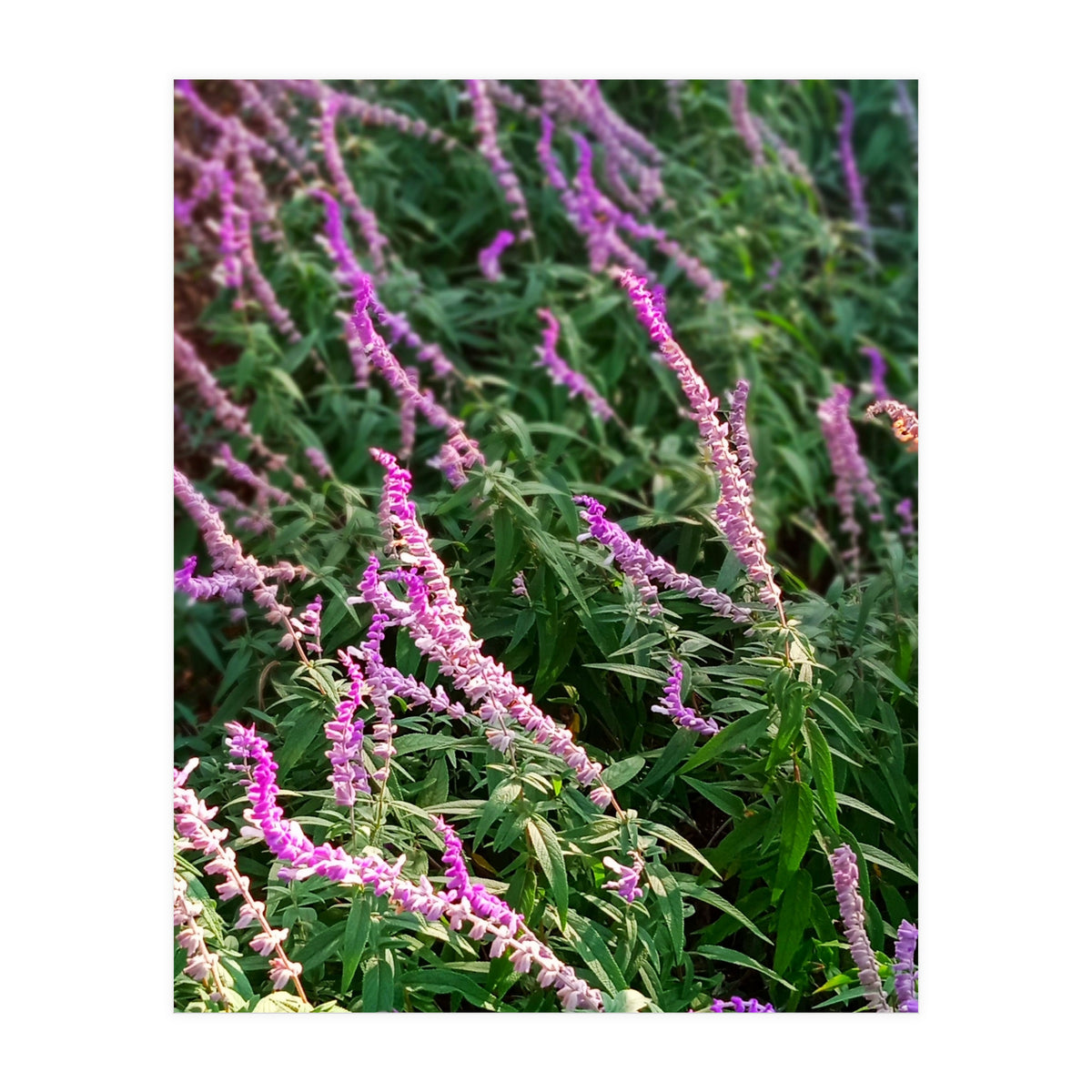 Lavender Flowers (Print Only)