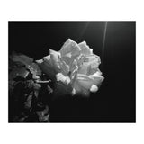 Desire (Print Only) thumbnail