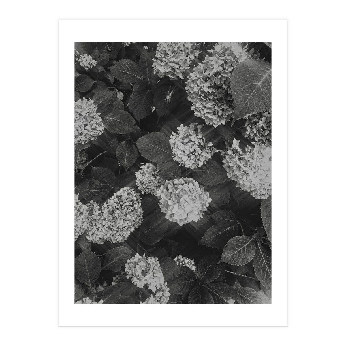 Hydrangeas | Black & White Portrait (Print Only)
