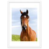 Brown Horse thumbnail