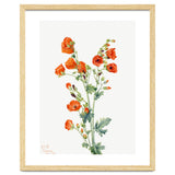 Mary Vaux Walcott – Scarlet Globe Mallow (Sphaeralcea grossulariaefolia) (1927) thumbnail