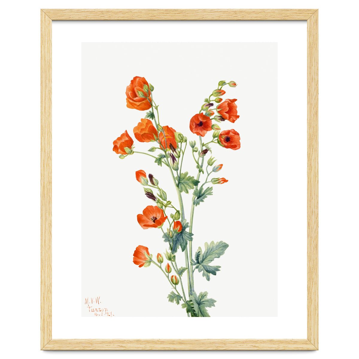 Mary Vaux Walcott – Scarlet Globe Mallow (Sphaeralcea grossulariaefolia) (1927)
