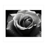 Ethereal Monochromatic Rose Petal Macro (Print Only)