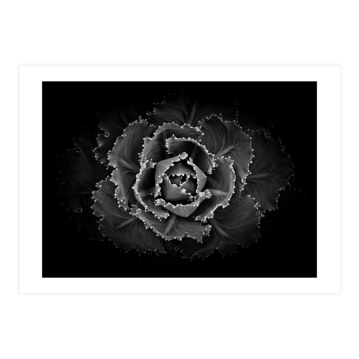 Backyard Flowers In Black And White No 101 (Print Only)