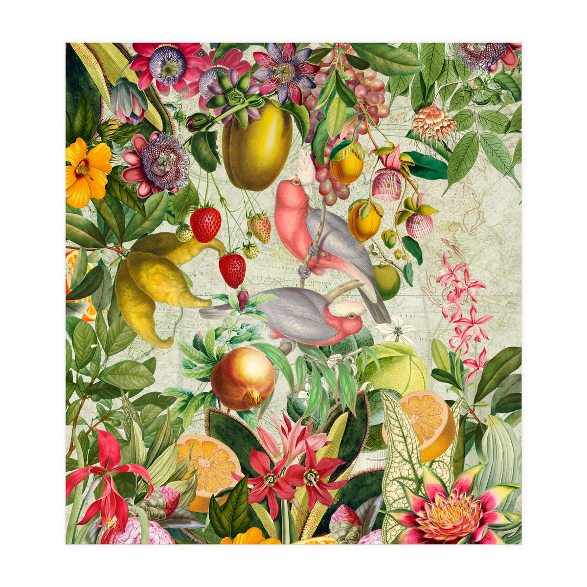 Pink Cockatoo vintage jungle  (Print Only)