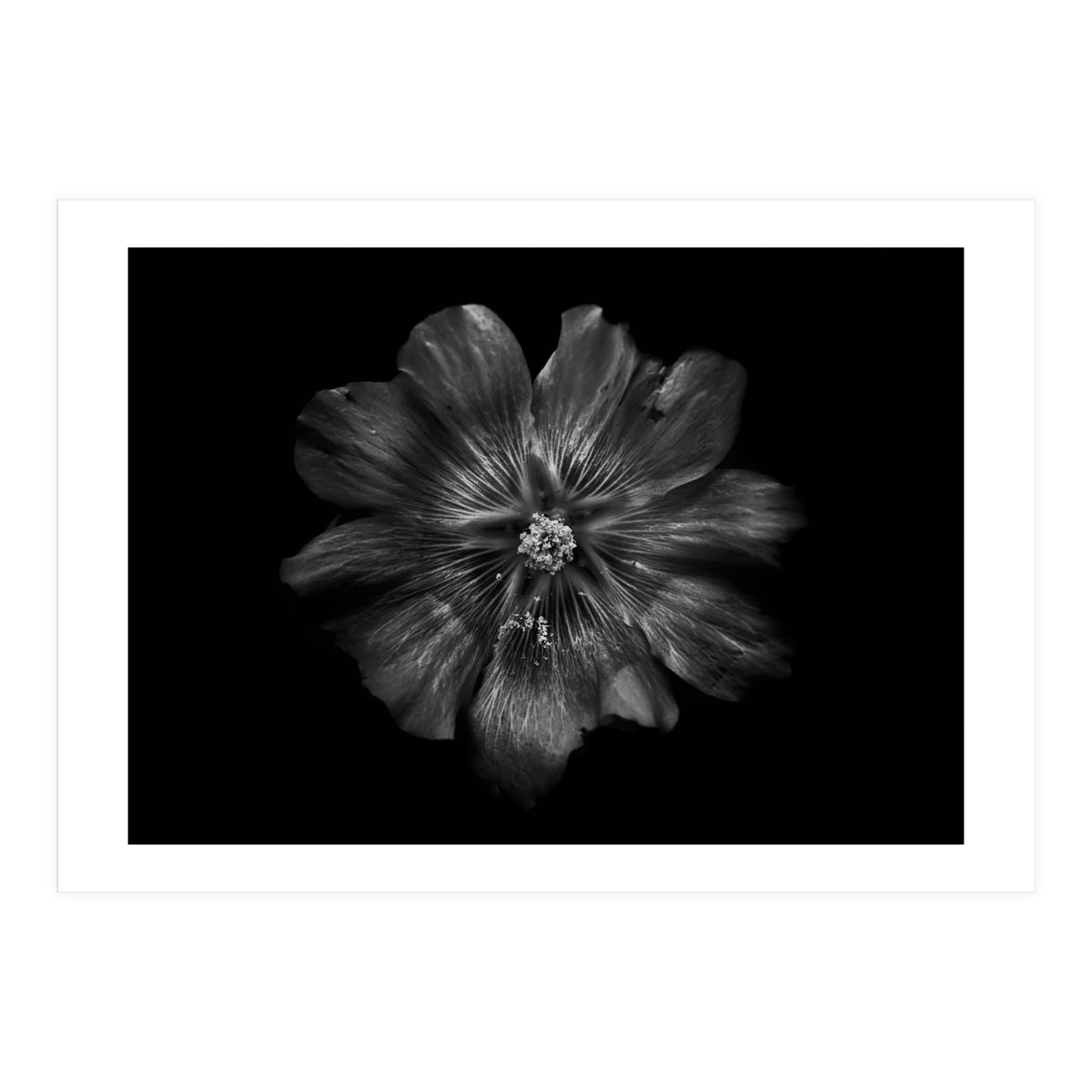 Backyard Flowers In Black And White 22 (Print Only)