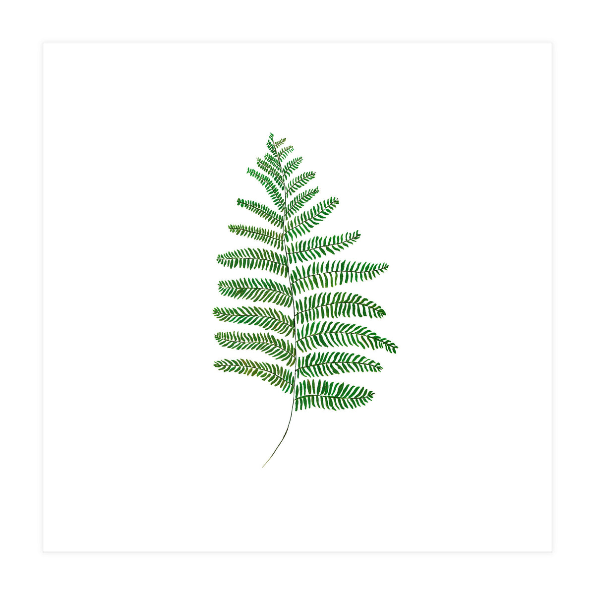 Fern  (Print Only)