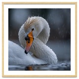 White Swan Bird With Water Droplets In Rain thumbnail