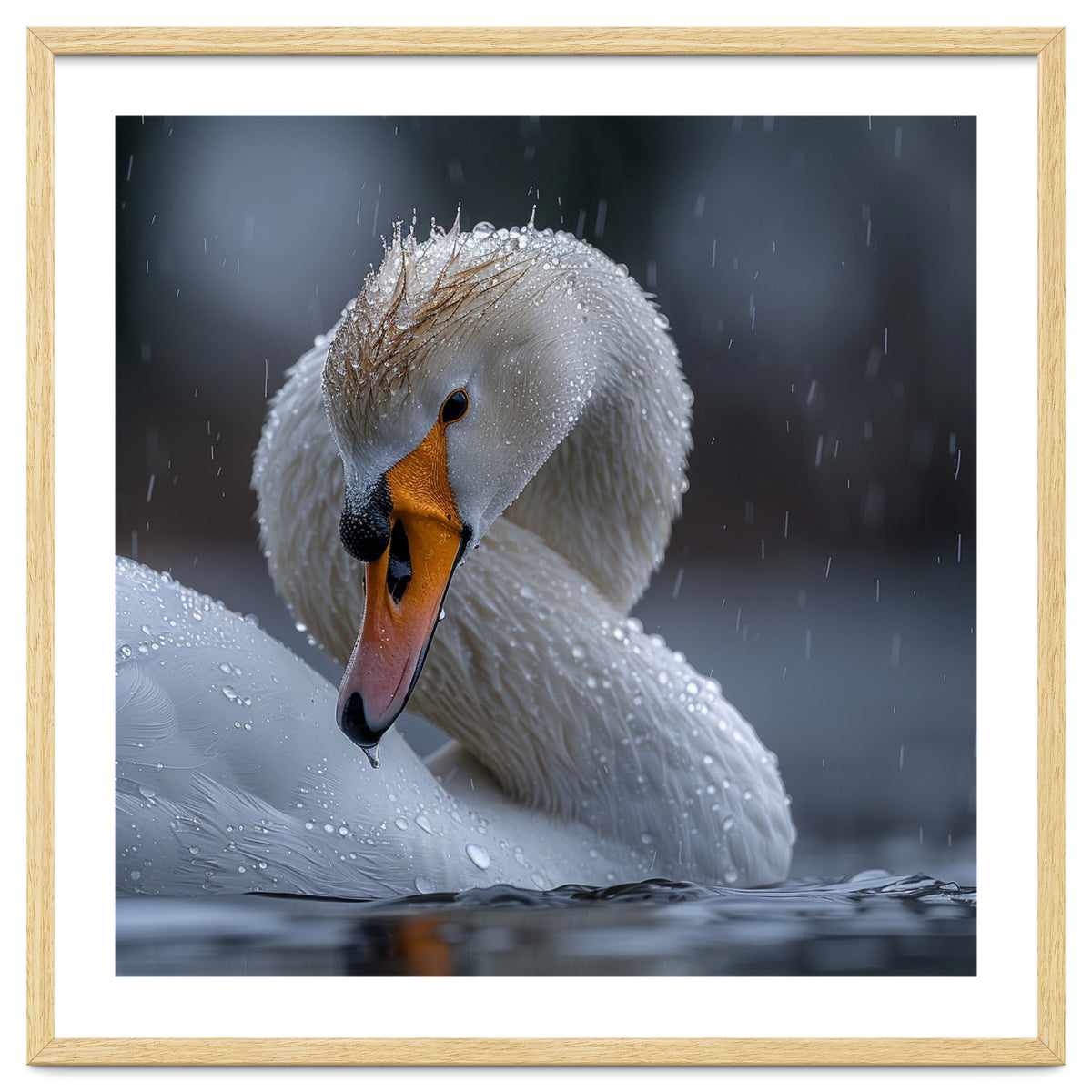White Swan Bird With Water Droplets In Rain
