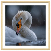 White Swan Bird With Water Droplets In Rain