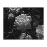 Dark Paradise | Black & White (Print Only) thumbnail