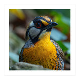 Close-up of a Yellow Bird featuring a Striking Red eye (Print Only) thumbnail