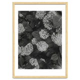 Hydrangeas | Black & White Portrait thumbnail