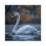 Swan Floating Gracefully On Water In Autumn (Print Only) thumbnail