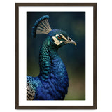 Peacock Portrait Photography thumbnail