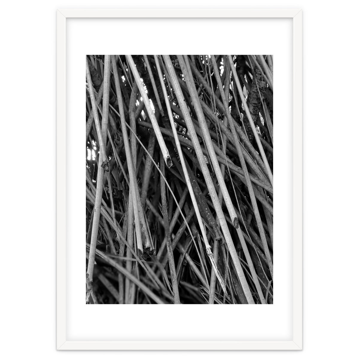 Black Tectorius Plant Shoots Art