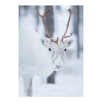 White Reindeer (Print Only)