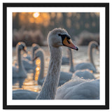 Close Up Of Swan With Water Droplets At Sunrise thumbnail