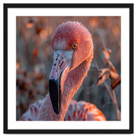 Close Up Of A Pink Flamingo Head In Sunlight