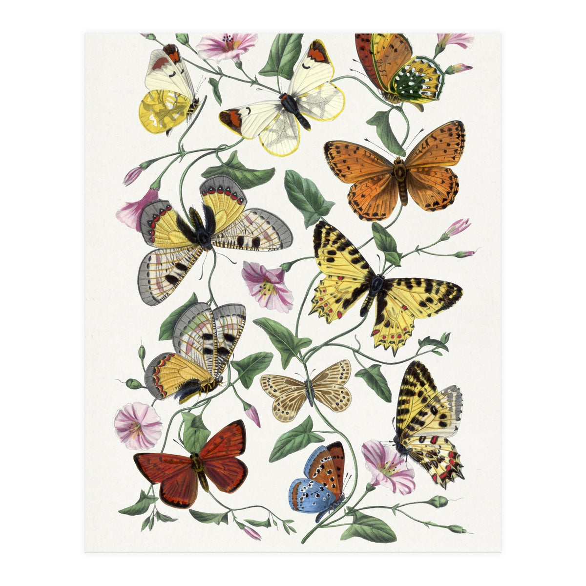 Paul Gervais – Butterfly and Moth Natural History Illustration (1842) (Print Only)