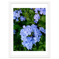 Blue Plambago Flowers