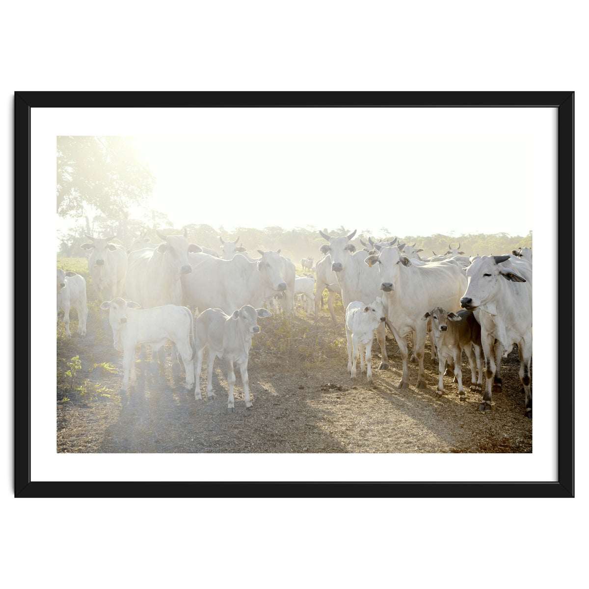 LIVING TOGETHER - WHITE COWS FAMILY