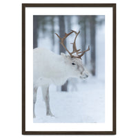 Portrait of a reindeer