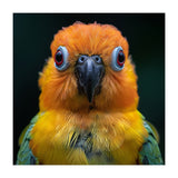 Close Up Sun Conure Parrot Portrait Eyes (Print Only) thumbnail